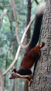 Malabar Dev Sincap Hindistan In 2020 Giant Squirrel Animals Beautiful Unusual Animals
