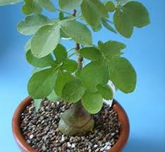 Image result for Adenia fruticosa