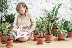 Tipica la sua presenza in vasi laccati e colori vivaci. Arredare Casa Con Le Piante 5 Consigli Per Iniziare Casa Minimalista