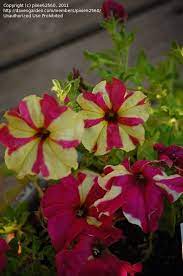 Pin By Melenie Clardy On Garden Flowers Trees To Plant Petunias Flower Garden