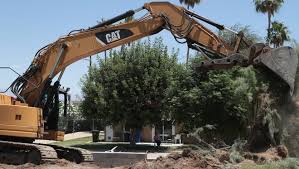 Palm tree removal services sacramento, tailored tree can remove any unwanted or dying palm trees in sacramento, el dorado, placer or amador counties! Palm Springs Begins Removing Controversial Trees From Golf Course