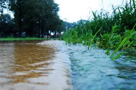 As stormwater flows, it sweeps up pollutants such as oils, chemicals, sediments, pathogens and trash. Rethinking Runoff How Stormwater Can Be Harnessed For Better Design Deeproot Blog