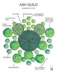 Right now i have 8 apple trees, 8 peach trees, 3 plum trees, 3 pear trees, 4 chery trees (2 sweet 2 sour plus also ornamental. Permaculture Plant Bundle Beta Testing Only Restoring Eden