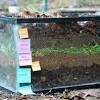 For fall garden cover crop: 1