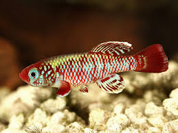 Marine depot provides saltwater aquarium supplies for reef tanks. Everything You Need To Know About Killifish