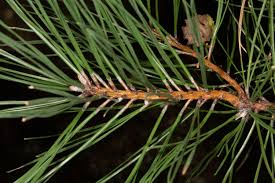 Image result for Pinus rigida