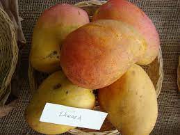Our beautiful mango trees produce thousands of sustainably grown, sweet and delicious mangoes yearly. Edward Mango Wikipedia