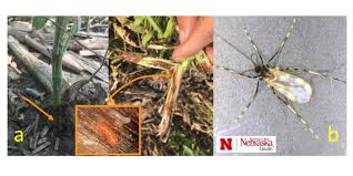 Larvae feed on insect larvae, slugs and snails. An Emergent Pest In The Midwest Morning Ag Clips