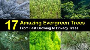 Canadian (or eastern) hemlock (tsuga canadensis) is an evergreen shade tree that makes a good privacy screen. 17 Evergreen Trees From Fast Growing To Privacy Trees The Ultimate List
