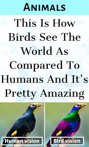 This Is How Birds See The World As Compared To Humans And It S Pretty Amazing Animals And Pets Funny Animals Pet Birds