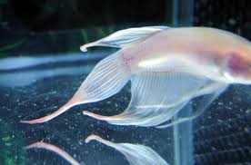 If you delay treatment until your fish develops body rot they are unlikely to recover. Tser S Hoard What Is Fin Melt Vs Fin Rot And How Do I Know If