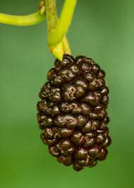 Image result for Morus