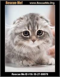 Petfinder currently includes pets and adoption organizations from the regions listed above. Click Here To View Scottish Fold Cats For Adoption Or Post One In Need Rescue Me Scottish Fold Cat Adoption Cat Scottish Fold