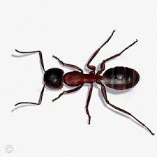 Rossameise — rossameisen königin einer rossameise (camponotus spec.) systematik klasse: Rossameise