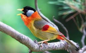 Download lagu suara burung sogon betina dapat kamu download secara gratis di downloadlagu321.site. Download Suara Burung Pancawarna Gacor Pikat Mp3 Harga Cute766