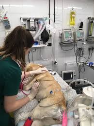 Image result for Metaldehyde Poisoning