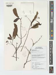 Image result for Cordia sinensis