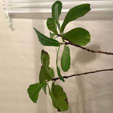 Image result for Ficus abutilifolia