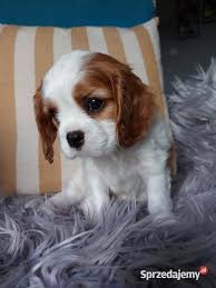 hodowla spanieli