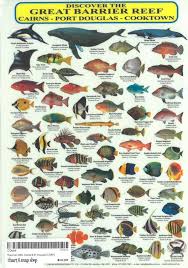 Great Barrier Reef Surrounds Marine Animal Chart Great Barrier Reef Marine Animals Animal Illustration