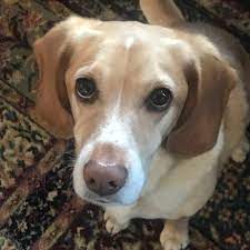 Did you know cocker spaniel used to be one of the most popular breeds in the 1960s? 46 Labrador Mischlingsrassen Hunde Zentrale