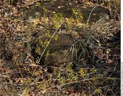 Image result for Coleus esculentus