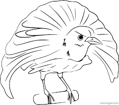 It is found in asia, europe and north america. Easy Bird Of Paradise Coloring Page Coloringall
