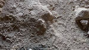 Mmmm pretty flowers and biscuit 🍪⛰️