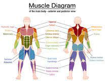 Located immediately below the skin) muscles of the body. Muscle Diagram Male Body Names Stock Vector Illustration Of Bodybuilder Fitness 90796924