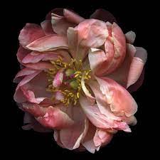 Pin On Flowers
