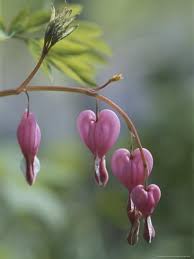 This can be done in the spring just as they begin to grow again or in the early fall when the foliage is cut back. Photographic Print Close View Of Bleeding Heart Or Dutchman S Breeches Flowers By Darlyne A Mur Bleeding Heart Bleeding Heart Flower Shade Perennial Garden