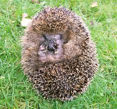 Somit ist er für seine nahrung ob beziehungsweise wann man als humanes lebewesen in die natur eingreift und futter bereitstellt vor zwei jahren hatten wir nämlich einen jungen igel im garten und wollten ihn wiegen. Igel Artgerecht Tier