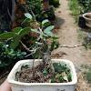 Bonsai beringin lebih menyukai air lunak dengan suhu kamar dan dapat mentolerir sesekali, atau di bawah air. 1
