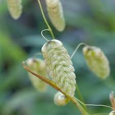 Image result for Briza