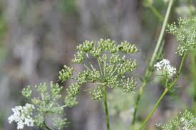 Image result for Phyllanthus caespitosus