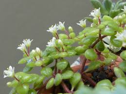 Image result for Crassula expansa