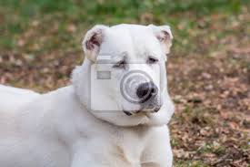 The alabai, also recognized as a central asian shepherd dog, is one of the oldest dogs that exist today and also one of the largest dogs. Kopfschuss Zentralasiatischer Schaferhund Alabai Hund Leinwandbilder Bilder Kaukasien Schafer Hunde Myloview De