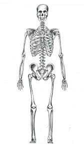 When it gets too hot to play outside, these summer printables of beaches, fish, flowers, and more will keep kids entertained. Human Skeleton By Sgogalator On Deviantart