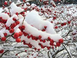 Snow Covered Berries In The Garden At Stoneleigh Photo By Zinnia Cheetham Natural Garden Zinnias Garden
