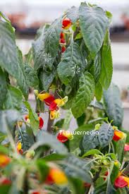 Image result for Impatiens niamniamensis