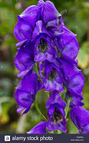 Aconitum Flower High Resolution Stock Photography And Images Alamy