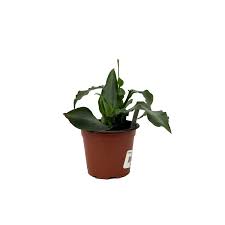 Image result for Murdannia stricta