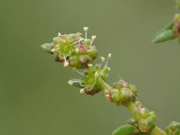 Image result for Suaeda sp. B