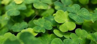 How to remove clover from your lawn the natural way. How To Get Rid Of Clover In Your Lawn