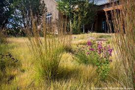 Changing Times Changing Climate Photobotanic California Native Garden California Native Plants Meadow Garden