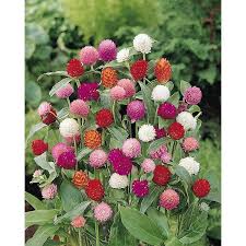 Image result for Gomphrena globosa