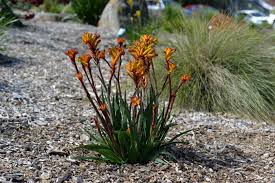 Image result for Anigozanthos