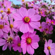 Pin On Flower Garden Inspiration