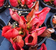 Image result for Sabicea venosa