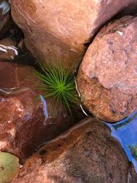 Image result for Eriocaulon setaceum